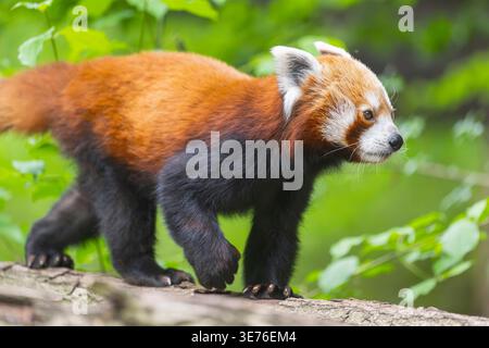 Petit panda, panda rouge (Ailurus fulgens), marche sur une branche dans un arbre Banque D'Images