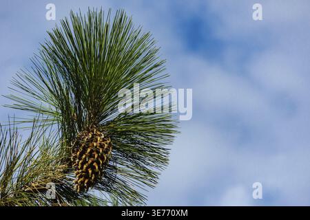 Branche du Coulter de pin géant (Pinus coulteri) avec de longues aiguilles et un énorme cône contre le ciel bleu en Crimée dans le parc Masandra. Mise au point sélective. Autre Banque D'Images