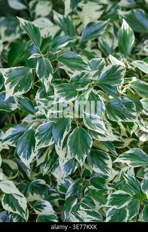 Hedera Helix Teneriffe, petites feuilles, feuilles persistantes, lierre panaché Banque D'Images