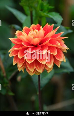 Dahlia Bettina Verbeek, dahlia décoratif, bouquets extérieur et intérieur orange-rouge vif, ligne mince jaune le long des marges Banque D'Images