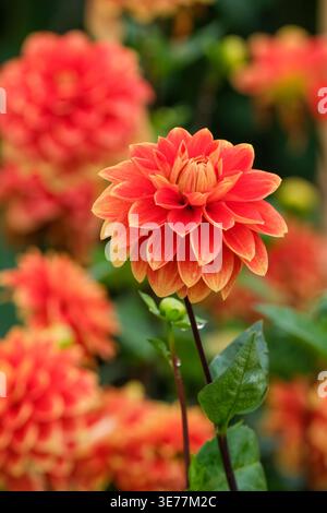 Dahlia Bettina Verbeek, dahlia décoratif, bouquets extérieur et intérieur orange-rouge vif, ligne mince jaune le long des marges Banque D'Images