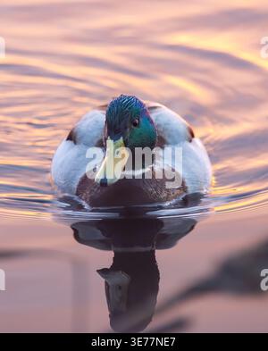 Colvert mâle le matin Banque D'Images