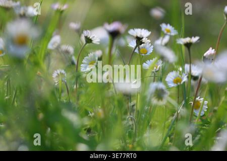 Amas luxuriant de marguerites blanches communes (Bellis perennis) fleurissant dans un champ de printemps vert Banque D'Images