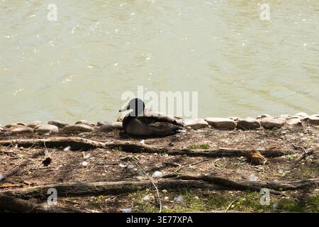 Canard colvert assis paisiblement sur la rive naturelle de la rivière, profitant du soleil près de l'eau qui coule Banque D'Images