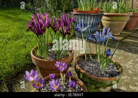 Gros plan des fleurs d'iris nains et de crocus poussant dans des pots de conteneurs au printemps Angleterre Royaume-Uni GB Grande-Bretagne Banque D'Images