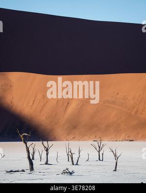 Vue d'arbres morts et durs s'élevant de la terre blanche fissurée sur fond de dunes imposantes et baignées de soleil en Namibie, Windhoek, Namibie. Banque D'Images