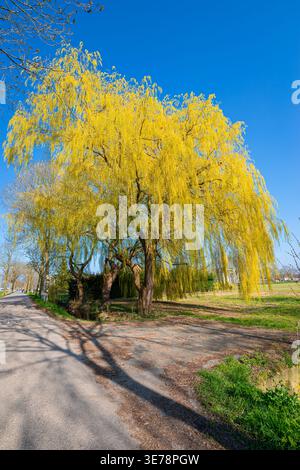 Arbre de saule pleurant jaune vibrant par la route de campagne sous ciel bleu clair de printemps Banque D'Images