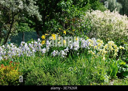 Fleurs d'iris jaunes et violettes fleurissant dans le jardin d'été. Feuillage vert luxuriant et lumière du soleil dans le parc botanique. Paysage naturel avec fleurs Banque D'Images