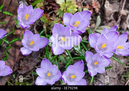 Fleurs de crocus violettes fleurissant dans un jardin printanier. Groupe de bourgeons floraux saisonniers précoces émergeant du sol. La nature s'éveille après l'hiver, symbole Banque D'Images