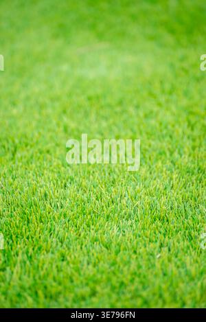 Texture détaillée d'une pelouse synthétique pour le sport le concept de surfaces athlétiques Banque D'Images