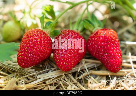 Un groupe de fraises fraîches poussant sur un buisson avec un fond vert flou. Idéal pour les conceptions culinaires, les blogs d'alimentation saine et la promotion de loc Banque D'Images