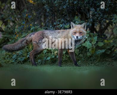 Un renard roux sauvage (Vulpes vulpes), début de soirée, Warwickshire Banque D'Images