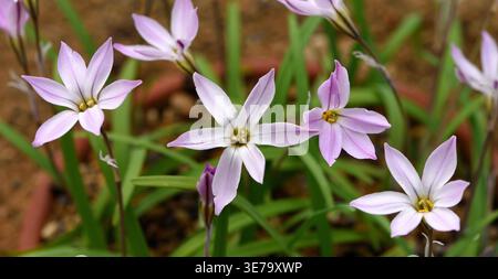 Les délicates fleurs en forme d'étoile de Ipheion uniflorum Tessa en gros plan. Banque D'Images