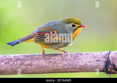 Leiothrix à bec rouge (Leiothrix lutea) de Sattal, Uttarakhand, dans le nord de l'Inde. Banque D'Images