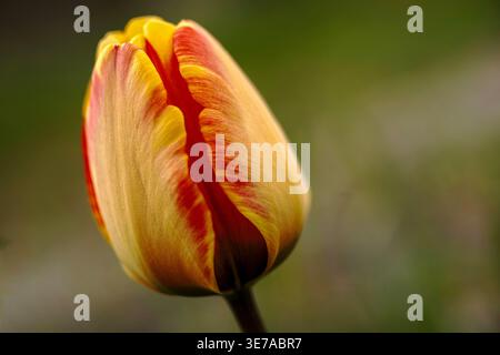 Plan macro de texture de pétales de tulipe rouge et jaune Banque D'Images