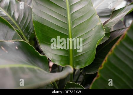 Feuilles de plantes exotiques (Strelitzia nicolai) en serre. Fond botanique naturel. Banque D'Images