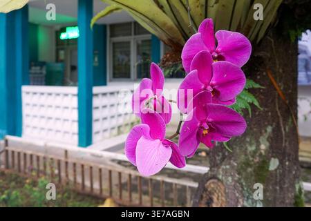 Un groupe d'orchidées de lune violettes brillantes en pleine floraison. Ces fleurs poussent au milieu de larges feuilles vert pinné, créant un contraste de couleurs vif et naturel. Banque D'Images