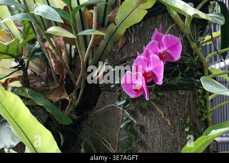 Un groupe d'orchidées de lune violettes brillantes en pleine floraison. Ces fleurs poussent au milieu de larges feuilles vert pinné, créant un contraste de couleurs vif et naturel. Banque D'Images