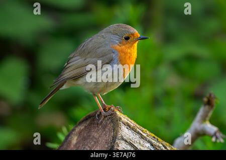 robin européen (Erithacus rubecula) adulte perché sur le tronc d'arbre en forêt au printemps Banque D'Images