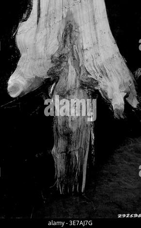 Photographie d'Armillaria Root Rot of Young Jack Pine Banque D'Images