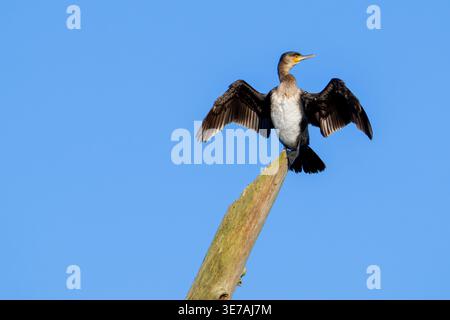 Grand cormoran (Phalacrocorax carbo) juvénile dans le plumage du 1er hiver étirant les ailes pour sécher à l'air les plumes mouillées tout en étant perché dans l'arbre mort au printemps Banque D'Images