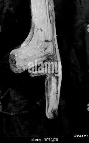 Photographie d'Armillaria Root Rot of Young Jack Pine Banque D'Images