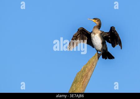 Grand cormoran (Phalacrocorax carbo) juvénile dans le plumage du 1er hiver étirant les ailes pour sécher à l'air les plumes mouillées tout en étant perché dans l'arbre mort au printemps Banque D'Images