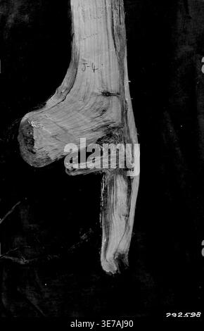 Photographie d'Armillaria Root Rot of Young Jack Pine Banque D'Images