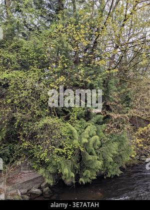 Une photographie de haute qualité d'arbres feuillus verts denses et de conifères avec du feuillage printanier frais poussant sur le bord d'une rivière sombre et rapide, capture Banque D'Images