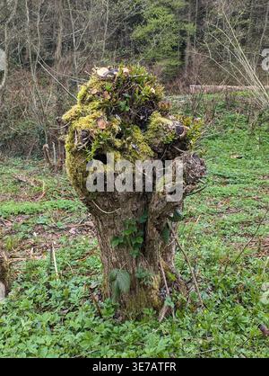 Une photographie verticale montrant un gros plan détaillé d'une vieille souche d'arbre noueuse recouverte d'épaisse mousse verte et de petites plantes, située dans un pré w Banque D'Images