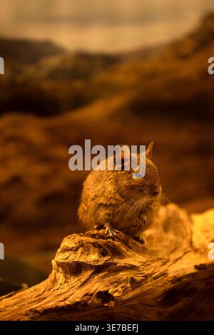 portrait en gros plan d'un petit rongeur brun perché sur du bois flotté altéré dans un paysage chaleureux aux tons ambrés, avec un fond bokeh doux, une texture de bois riche Banque D'Images