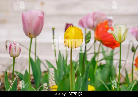 Des tulipes printanières vibrantes de différentes couleurs fleurissent dans un lit de jardin Banque D'Images