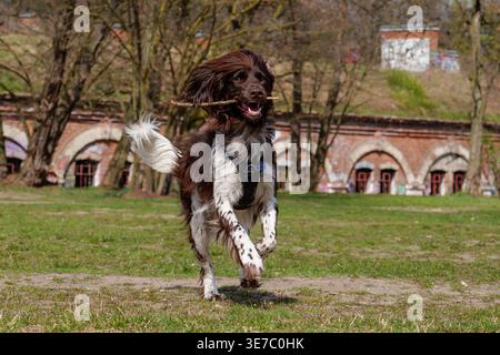 Énergique chien anglais Springer Spaniel courir et sauter avec un bâton dans un parc ensoleillé Banque D'Images