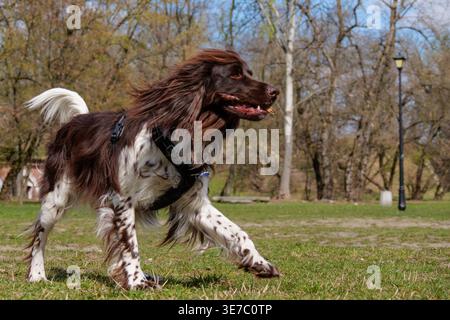 Énergique chien anglais Springer Spaniel courir et sauter avec un bâton dans un parc ensoleillé Banque D'Images