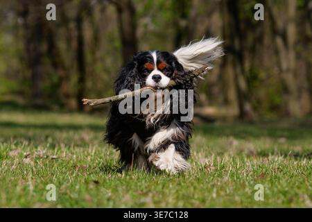 Dynamique Cavalier King Charles Spaniel sur un terrain ensoleillé en herbe Banque D'Images