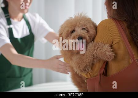 Propriétaire femelle asiatique portant son chien et donnant à la toiletteuse femelle asiatique dans le salon de toilettage Banque D'Images