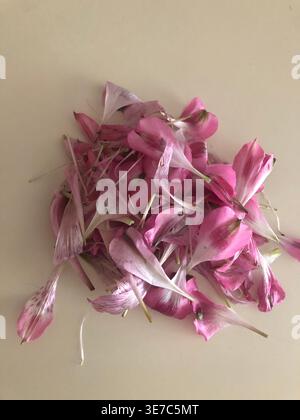 Pétales d'alstroemeria roses Banque D'Images