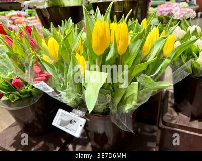 Gros plan de tulipes jaunes vives dans des contenants en plastique à vendre dans un rayon floral d'une épicerie Safeway. Capturé par temps clair à Surrey, Brit Banque D'Images