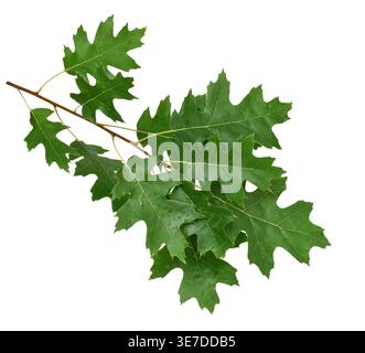 Branche avec des feuilles de chêne vert recouvertes de gouttelettes d'eau découpe isolée sur fond blanc. Détail de feuillage frais idéal pour le design, la composition et le bo Banque D'Images