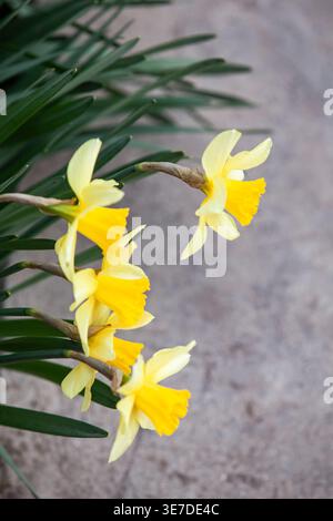 Gros plan vertical d'une fleur de narcisse jaune sur un fond flou. Concept de nature printanière minimaliste, pas de personnes, espace de copie. Banque D'Images
