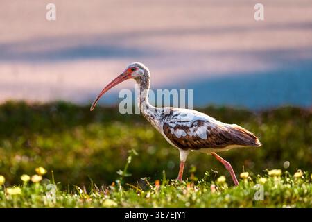 Ibis blanc juvénile (Eudocimus albus) marchant dans l'herbe humide dans le sud-ouest de la Floride, États-Unis. Banque D'Images
