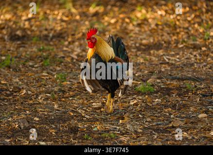 Un mâle du junglefowl rouge Gallus gallus lève ses ailes tout en se tenant debout sur le feuillage d'automne avec la tête tournée sur le côté. Banque D'Images