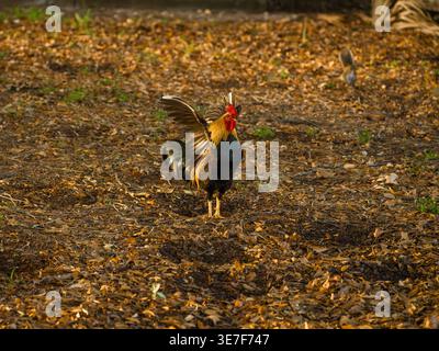 Le mâle du junglefowl rouge Gallus gallus déploie ses ailes foncées tout en se tenant debout sur le feuillage brun dans une zone de parc d'automne. Banque D'Images