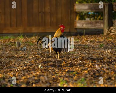 Un mâle du junglefowl rouge Gallus gallus déploie ses ailes sombres tout en se tenant debout sur le feuillage brun dans un parc d'automne. Banque D'Images