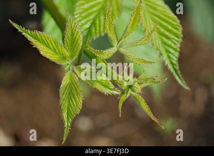 Vue détaillée des jeunes feuilles dentelées vertes vives et des bourgeons floraux émergeants d'une mûre ou d'une framboise au printemps. Banque D'Images