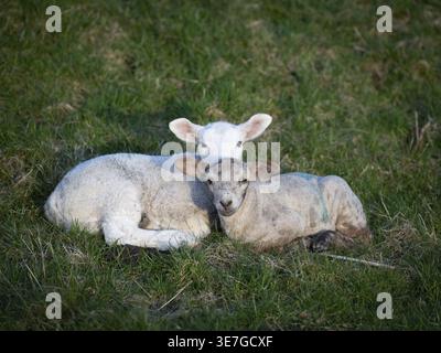 Deux agneaux couchés près l'un de l'autre dans un pré, moutons sur la digue dans le nord de l'Allemagne Banque D'Images