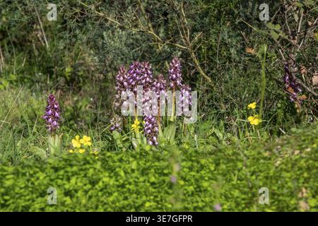 Groupe d'orchidées sauvages Himantoglossum robertianum également connu sous le nom de Barlia robertiana poussant ensemble dans un habitat naturel orchidée géante espèce d'orchidée sauvage Banque D'Images