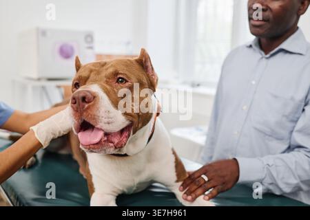 Vétérinaire hispanique examinant le corps du chien avec propriétaire mâle noir debout dans la clinique Banque D'Images