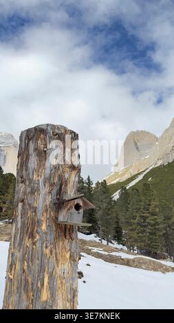 Vigo di Fassa, Italie, 03.04.2026. Nichoir en bois fait à la main sur un tronc d'arbre altéré dans les montagnes italiennes Dolomites. Paysage alpin pittoresque. Banque D'Images