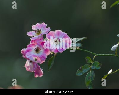 Une photographie horizontale rapprochée représentant un groupe de fleurs roses claires et blanches en pleine floraison. Banque D'Images